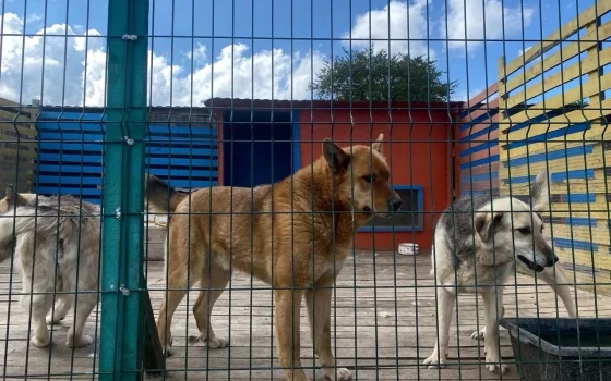 В Гусеве собрали 135 килограммов корма для приюта бездомных животных